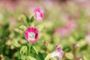 rose fleur avec belle. photo