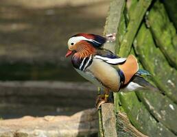 mandarin canard sur bateau photo