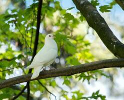 Colombe dans le arbre photo