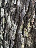 une sale arbre écorce texture, modèle, pour cartographie dans 3ds la nature style photo