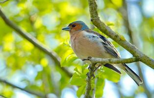 mésange bleue eurasienne photo