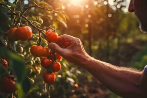 proche en haut de agriculteur Masculin mains cueillette rouge Cerise tomates. biologique nourriture, récolte et agriculture concept. généré ai. photo