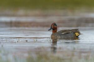 Masculin eurasien sarcelle ou commun sarcelle, anas crecca, canard photo