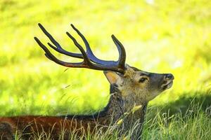 cerf cornes par lumière du soleil photo