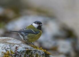 génial mésange, parus majeur, oiseau permanent sur une Roche photo