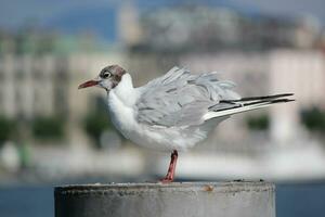 mouette sur une Publier photo