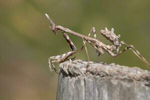 empusa Pennata insecte photo