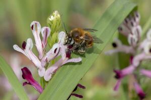 fumerie parviflora fleur avec abeille photo