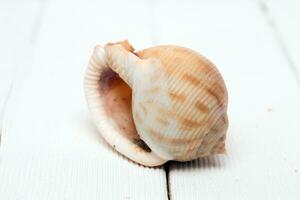 coquillage sur blanc photo