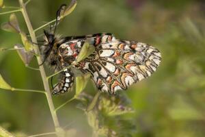 Espagnol feston papillon - Zérynthia rumine photo