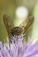 bombyle Majeur proche en haut photo