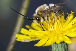 longue cornu abeille photo