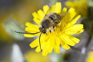 longue cornu abeille photo