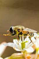 abeille alimentation sur fleur photo