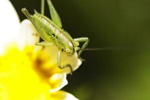 Katydid - odonture glabricauda - Masculin nymphe photo