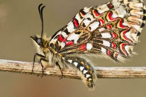 Espagnol feston papillon - Zérynthia rumine photo