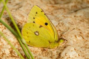 beau papillon vert photo