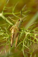 sauterelle verte bouchent photo