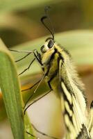 vieux monde machaon - papilio machaon gorganus photo