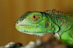 iguane tête proche en haut photo