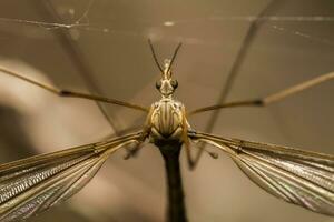 grue mouche insecte photo