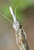 empusa Pennata proche en haut photo