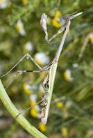 empusa Pennata proche en haut photo