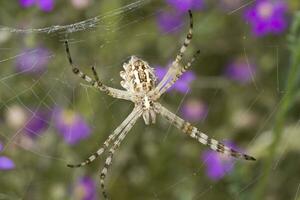 argiope lobata proche en haut photo