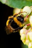 gros abeille proche en haut photo