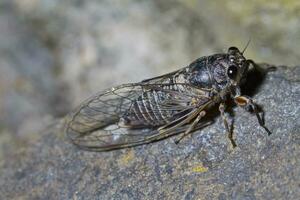 cigale insecte proche en haut photo