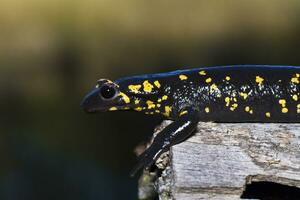 Feu salamandre proche en haut photo