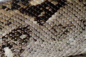 boa constricteur peau photo