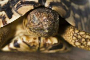 léopard tortue proche en haut photo