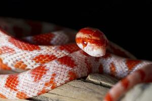 serpent des blés rouge photo