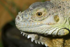 iguane lézard proche en haut photo