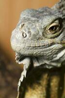 iguane lézard proche en haut photo