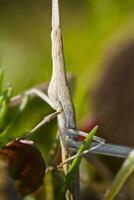 bizarre sauterelle proche en haut photo