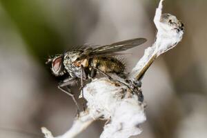 la chair mouche proche en haut photo