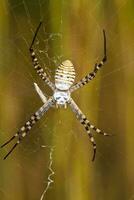 orbe tissage araignée - argiope Bruennichi photo