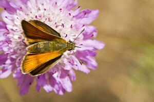 lulworth skipper - thymelicus acteon photo