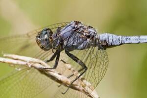 épaulette écumoire - orthetrum chrysostigma photo