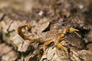 buthus Scorpion proche en haut photo