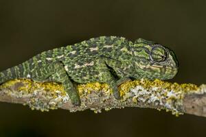 méditerranéen caméléon proche en haut photo