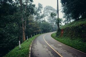 route et des arbres dans le Matin photo