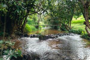 l'eau courant dans le riz des champs photo