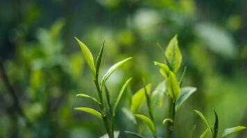 Naturel vert thé feuilles, vert thé feuilles sur plante photo