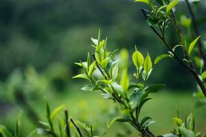 Naturel vert thé feuilles, vert thé feuilles sur plante photo