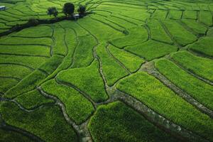 riz des champs à crépuscule dans le campagne photo