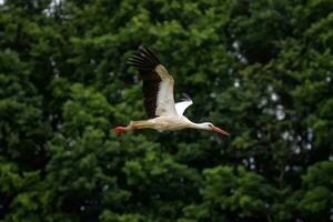 européen blanc cigogne, ciconie,voler photo