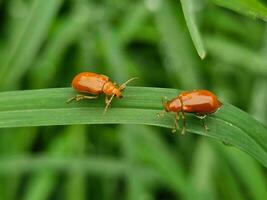 rouge citrouille scarabée, rouge petit Bugs sont ensemble sur le vert feuille. photo